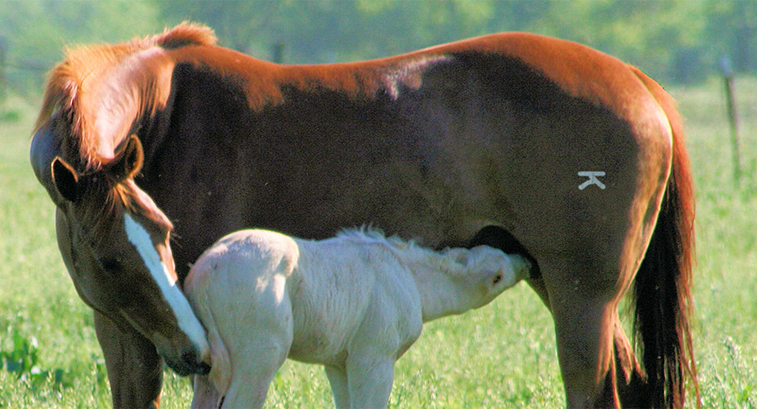 Lazy K Mare is raising a foal