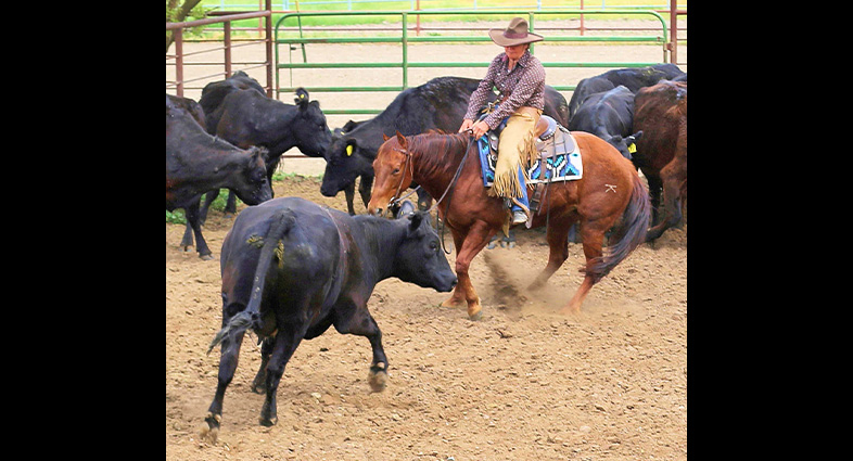 Sorting Cattle